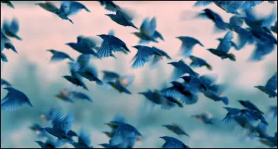 Quel est ton oiseau préféré ?