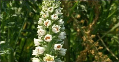 Cette plante, méditerranéenne, dite mignonnette blanche porte un autre nom.