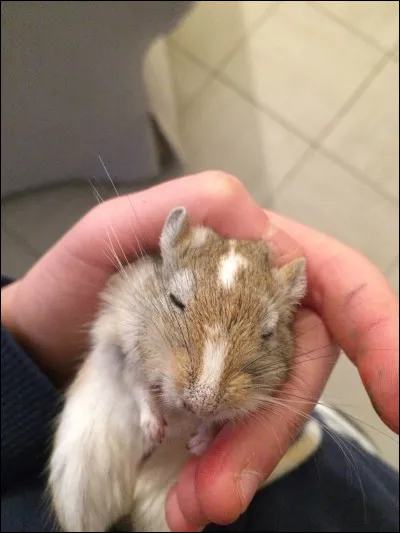 Comment pourrait-on surnommer les gerbilles ?