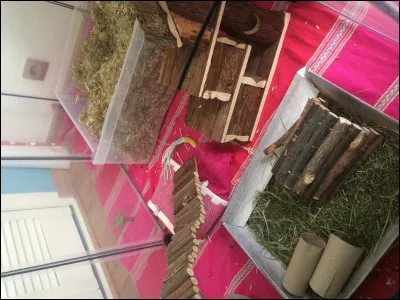 À quel rythme les gerbilles doivent-elles sortir dans leur parc ?