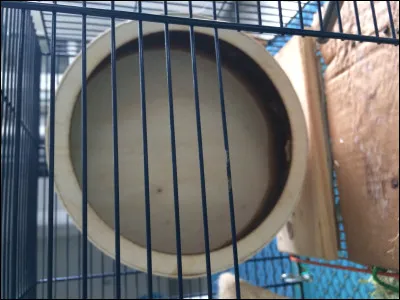 Quelle est la dimension minimale pour une roue de gerbille ?