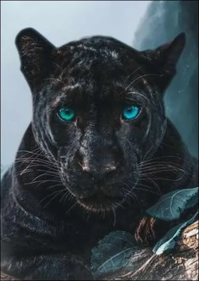 La panthère noire est juste un léopard avec une anomalie de pigmentation.