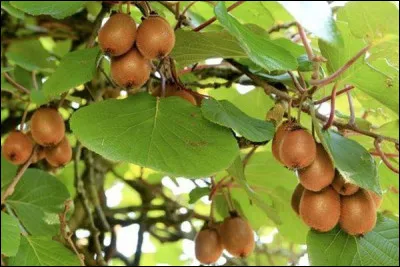 L'arbre du kiwi est le kiwitier.