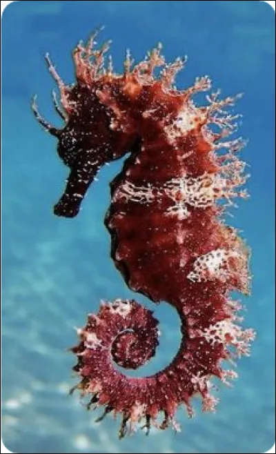 Ce sont les hippocampes mâles qui portent les ufs dans leur poche ventrale.