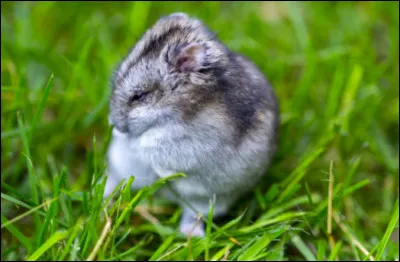 Accepterais-tu de laisser ton rongeur dans lherbe (sous surveillance) ?