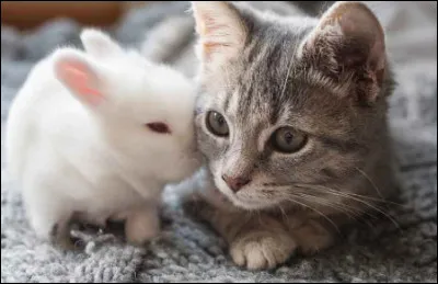 As-tu un chat, un chien, ou un autre rongeur chez toi ?