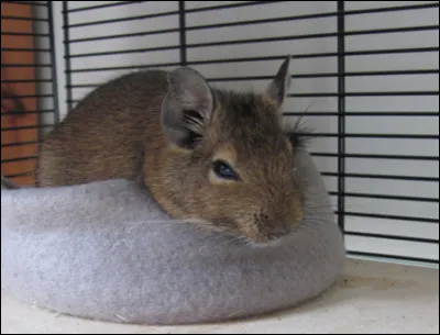 Quelles seraient les meilleures heures durant lesquelles votre animal serait éveillé ?