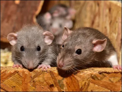 Souhaiteriez-vous un animal qui ronge beaucoup ?