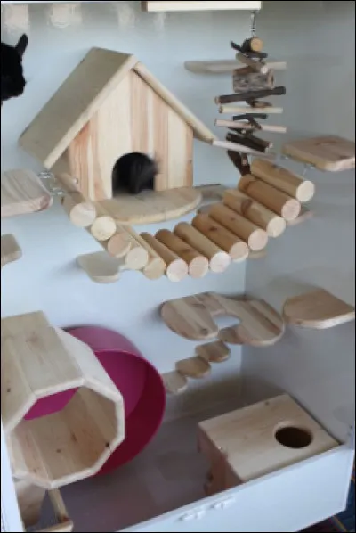 Dans quel milieu le rongeur se retrouverait-il ?