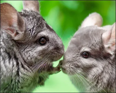 Combien dindividus pourrais-tu adopter ?