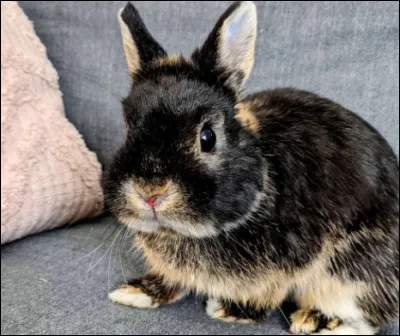 Serais-tu daccord pour laisser ton rongeur se balader dans ton appartement ou ta maison ?