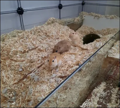 Serait-ce dérangeant s'il venait à ce qu'un peu de litière sorte de la cage pour venir se déposer sur le sol ?