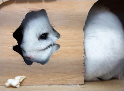 Serait-ce dérangeant si votre animal venait à être plus craintif que prévu ?