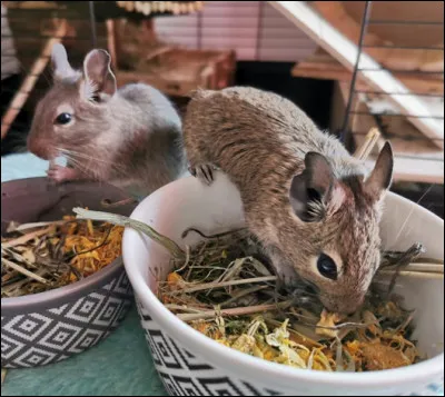 Quand aimeriez-vous nourrir votre rongeur ?