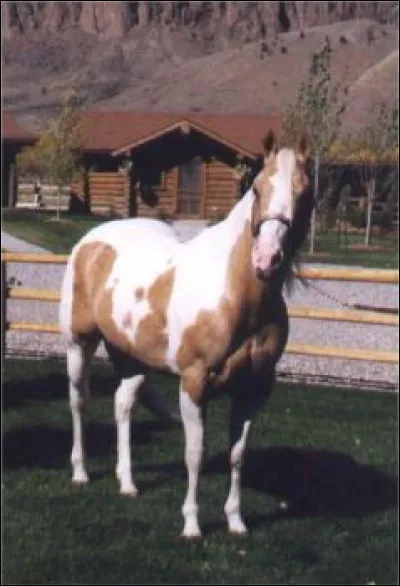 Comment est nommé un cheval dont les genoux sont en-dedans de la verticale ?