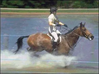 Quel est l'enrênement utilisé pour ce cheval ?