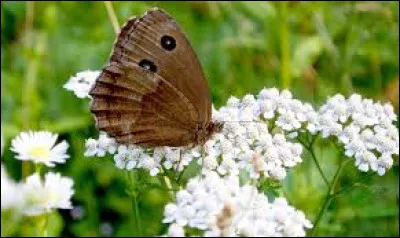 Pour qui emploie-t-on, en général, le terme "minois" ?