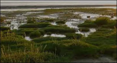 Quel mot correspond à la définition "se dit d'un organisme qui a une préférence pour les lieux humides" ?