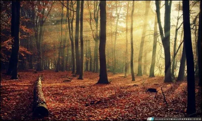 Quel est le nom donné à l'étage supérieur de la forêt amazonienne, où les branches entremêlées forment une voûte ?