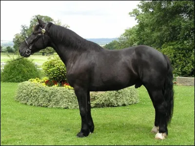 Vrai ou faux ? Sur l'image, il s'agit d'un cob normand.