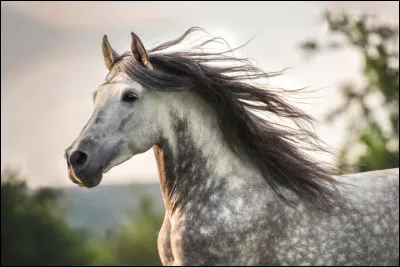De quel pays l'andalou est-il originaire ?