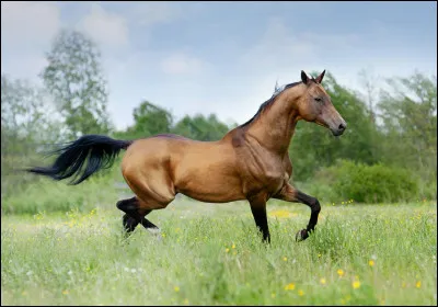Est-il vrai que l'akhal-teké est originaire de Turquie ?
