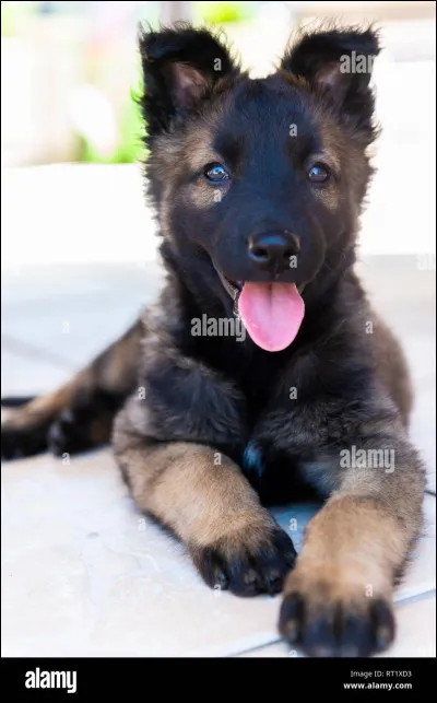 Quel animal de compagnie as-tu ?