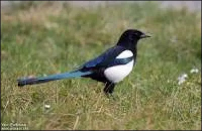 Nous sommes à la dernière question : les miens sont les oiseaux du Ying Yang :