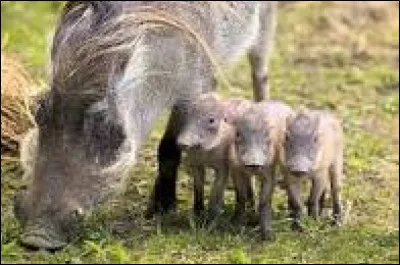 Le petit du phacochère s'appelle "marcassin" :