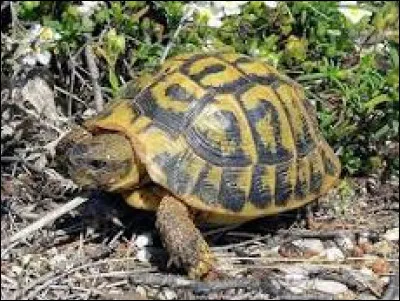Les tortues ont des poils :
