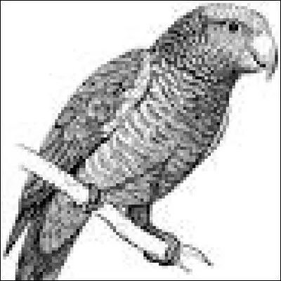 Certains perroquets ont des plumes noires :