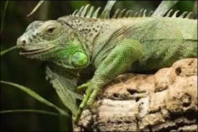 L'iguane peut changer de couleur :