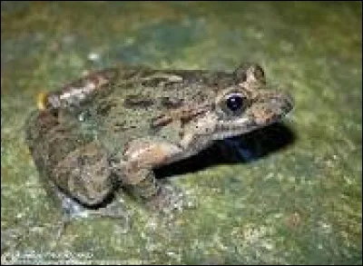 Question difficile : Ce crapaud est un "Discoglosse peint" :