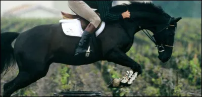 Comment s'appelle son cavalier ?