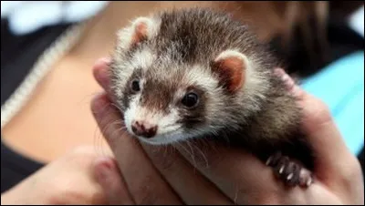 Il ne fait pas que courir, il est aussi ...