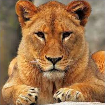 Qui peut bien correspondre à cet animal ?