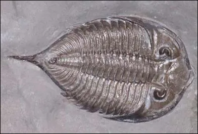 Cet animal, le trilobite, a disparu depuis très longtemps, on lui a pourtant donné le nom d'un chanteur anglais, qui, malgré son âge, se porte comme un ... roc !