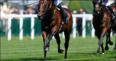 Baaeed est à lheure quil est le meilleur cheval du monde en termes de valeur.