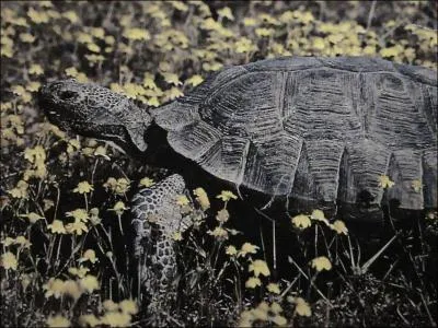 La tortue du dsert extrait l'eau des plantes qu'elle mange et l'emmagasine dans deux petits ' rservoirs ' situ sous la carapace. Ainsi elle ne manque jamais d'eau. Quelle plante emmagasine l'eau ?