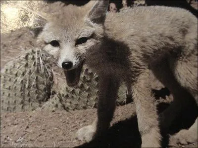 Le fennec se cache dans son terrier pour viter les insolations. Ses grandes oreilles librent de la chaleur et le garde au frais. Quelle plante se protge en se couvrant d'une ' barbe ' grise ?