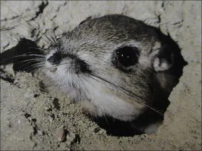 Le rat kangourou conomise l'eau en ne transpirant pratiquement pas. Quelle plante garde l'eau en gardant ses stomates ferms ?
