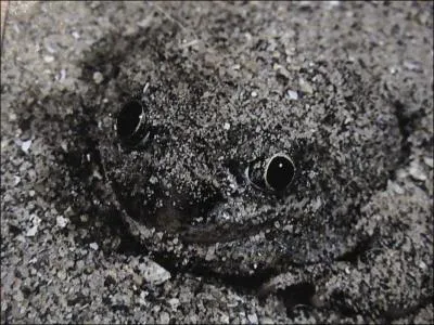 Le crapaud du dsert dort durant toute la saison sche dans un ' cocon ' de terre. Il en sort quand vient la pluie. quelle plante est active quand il a plu ?