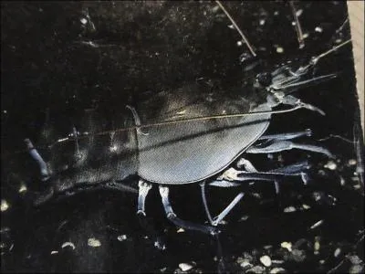 Certaines crevettes du dsert peuvent demeurer  l'tat d'oeufs dans le sol durant 25 ans. Elles closent quand de fortes pluies forment de petits tangs temporaires. Quelle plante agit ainsi ?