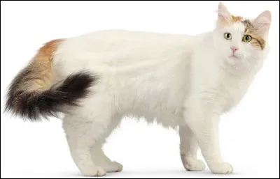 Oh ! Qu'il est chou ! C'est un...