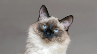 Et cette tête de moustique siamois appartient à quelle race ?