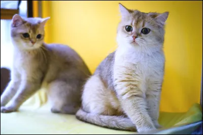 Je ne t'ai rien fait petit chaton ! C'est un...