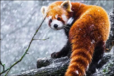 Tu te d&eacute;crirais plut&ocirc;t comme...