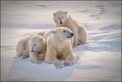 Quel est l'animal que tu pr&eacute;f&egrave;res entre ceux-l&agrave; ?