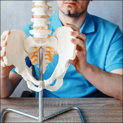 Quel os est form&eacute; par la fusion de cinq vert&egrave;bres ?