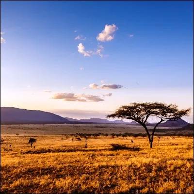 Quel type de formation v&eacute;g&eacute;tale propre aux r&eacute;gions chaudes est d&eacute;fini comme un tapis de grandes herbes gramin&eacute;ennes plus ou moins parsem&eacute; d�arbres ou d�arbustes ?